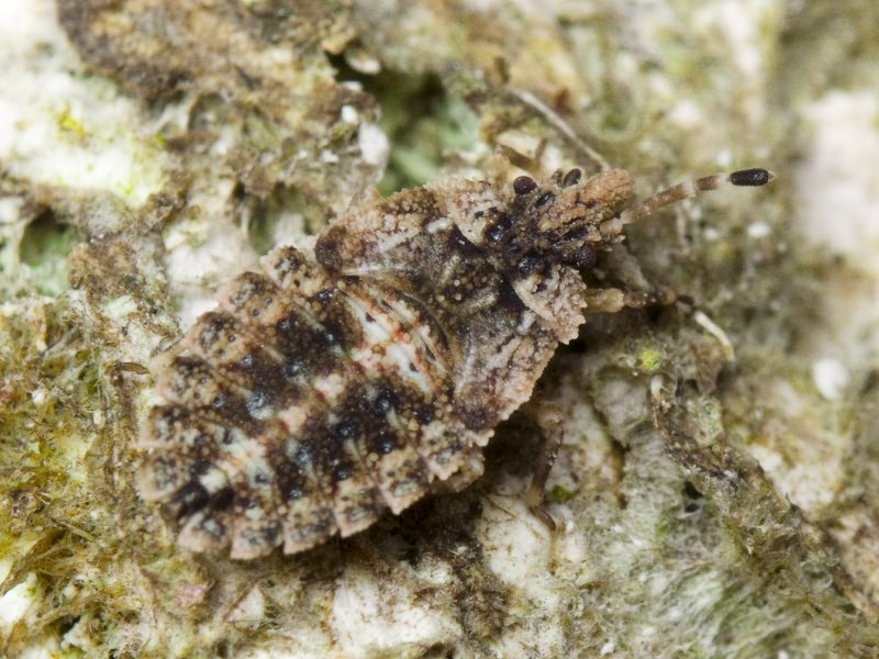 Aradus betulae (Linnaeus, 1758)